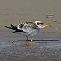 Juvenile at Lagoa do Peixe National Park, Tavares, Rio Grande do Sul state, Brazil