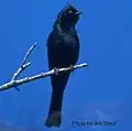 Phainopepla Phainopepla nitens