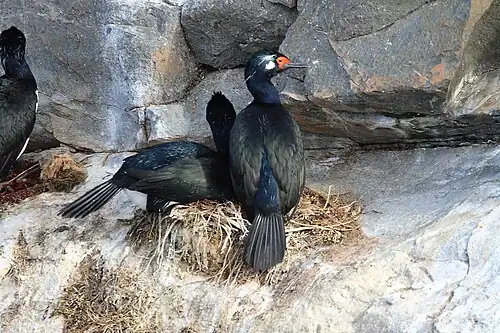 nesting; Beagle Channel, Tierra del Fuego, Argentina