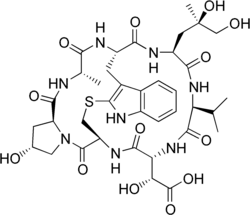 Phallacidin