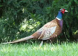 Common pheasant, Madrid