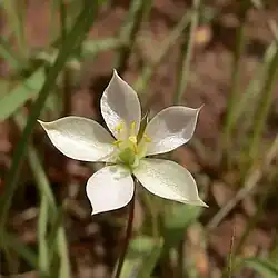 Phemeranthus confertiflorus, New Mexico fameflower