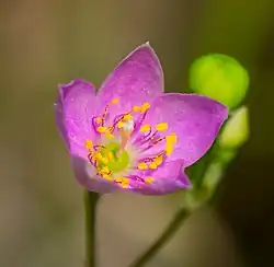 Phemeranthus rugospermus, prairie fameflower