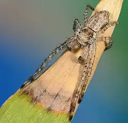 male