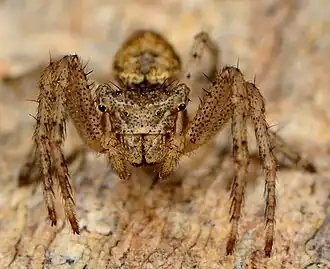 female