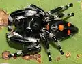 Male in Florida