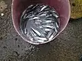 fish catch in Bohol, Philippines