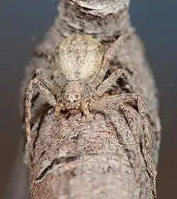 P. browningi