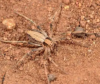 female