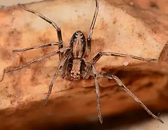 male