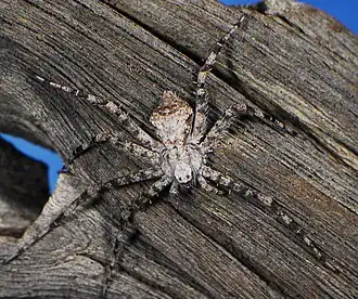 female