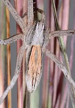 P. partitus
