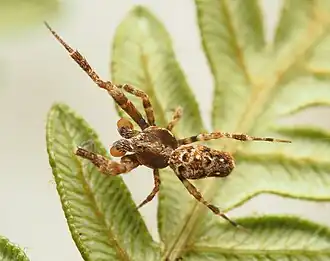 P. variabilis
