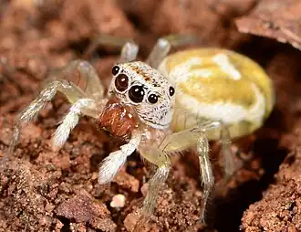 female