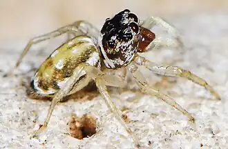 female