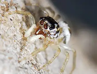 juvenile female