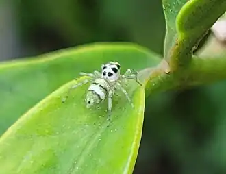 Female Phintella piatensis