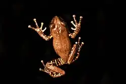 Dorsal view