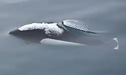 White and gray porpoise
