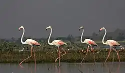Flamingo birds