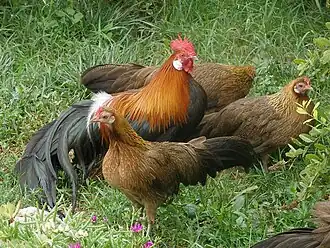 Black-breasted red cock and hens
