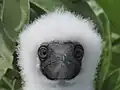 Juvenile booby in Phoenix Islands Protected Area