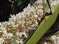 Flowers in Gran Canaria