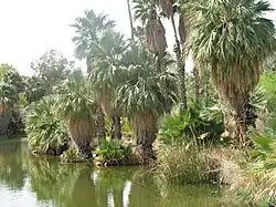Palms near the zoo entrance