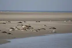 Seals on the sands