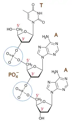 Phosphodiester bonds link nucleotides to form DNA.