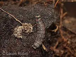 Larva.