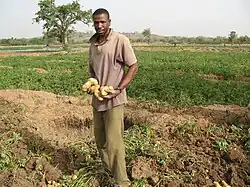 Image 24A farmer with potatoes (from Malian cuisine)