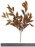 U. campestris viminalis leaves, Cambridge University Herbarium, labelled 'Herb. J. Lindley, Ph.D., Purchased in 1866'[6]