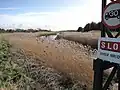Phragmites