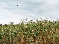 Phragmites Juybar