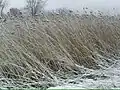 Common reed in winter, Sudbury, Massachusetts, US