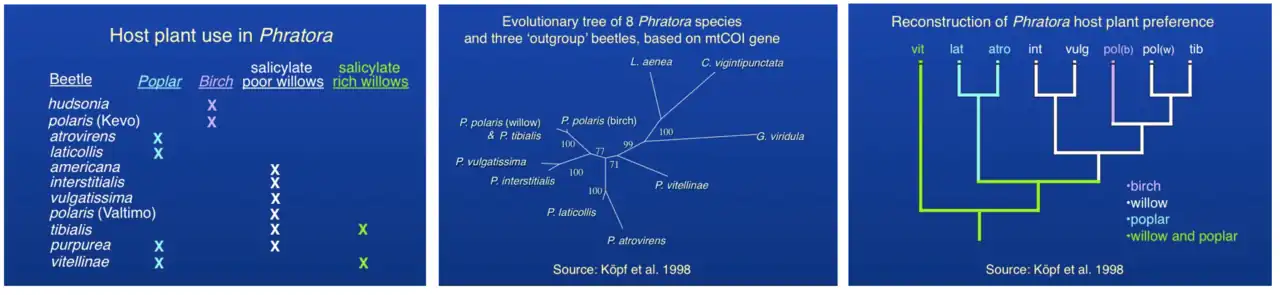 Host plant use and evolutionary relationships among Phratora species