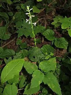 P.&nbsp;nana (syn. P.&nbsp;leptostachya var. asiatica)
