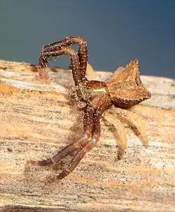 juvenile male
