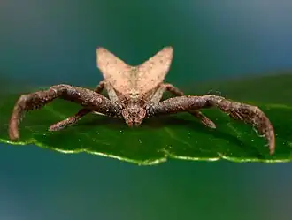 female
