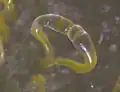 Phycomyces blakesleeanus gametangia