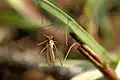 Phylidorea ferruginea