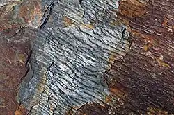 Phyllitic texture in the Anakeesta Formation (Ocoee Supergroup).