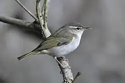 Ijima's leaf warbler