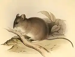 Drawing of brown mouse