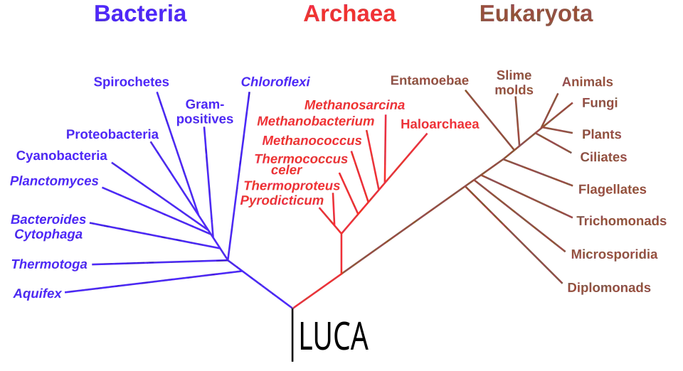 Phylogenetic tree based on rRNA genes data (Woese et al., 1990)[124] showing the 3&nbsp;life domains, with the last universal common ancestor (LUCA) at its root