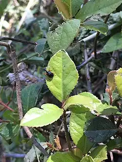 Phymatapoderus pavens in Echizen, Japan