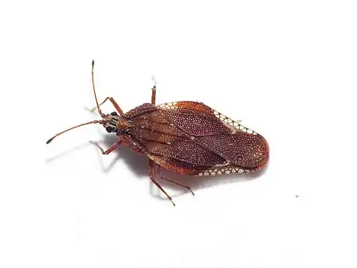 Physatocheila smreczynskii – Netherlands