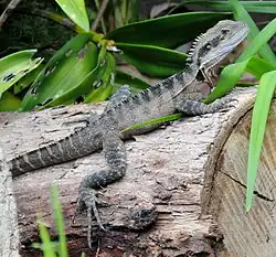 I. l. lesueurii (eastern water dragon) basking on a log in suburban Sydney