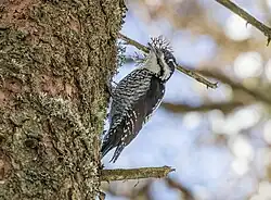 Eurasian three-toed woodpecker, Puster Valley